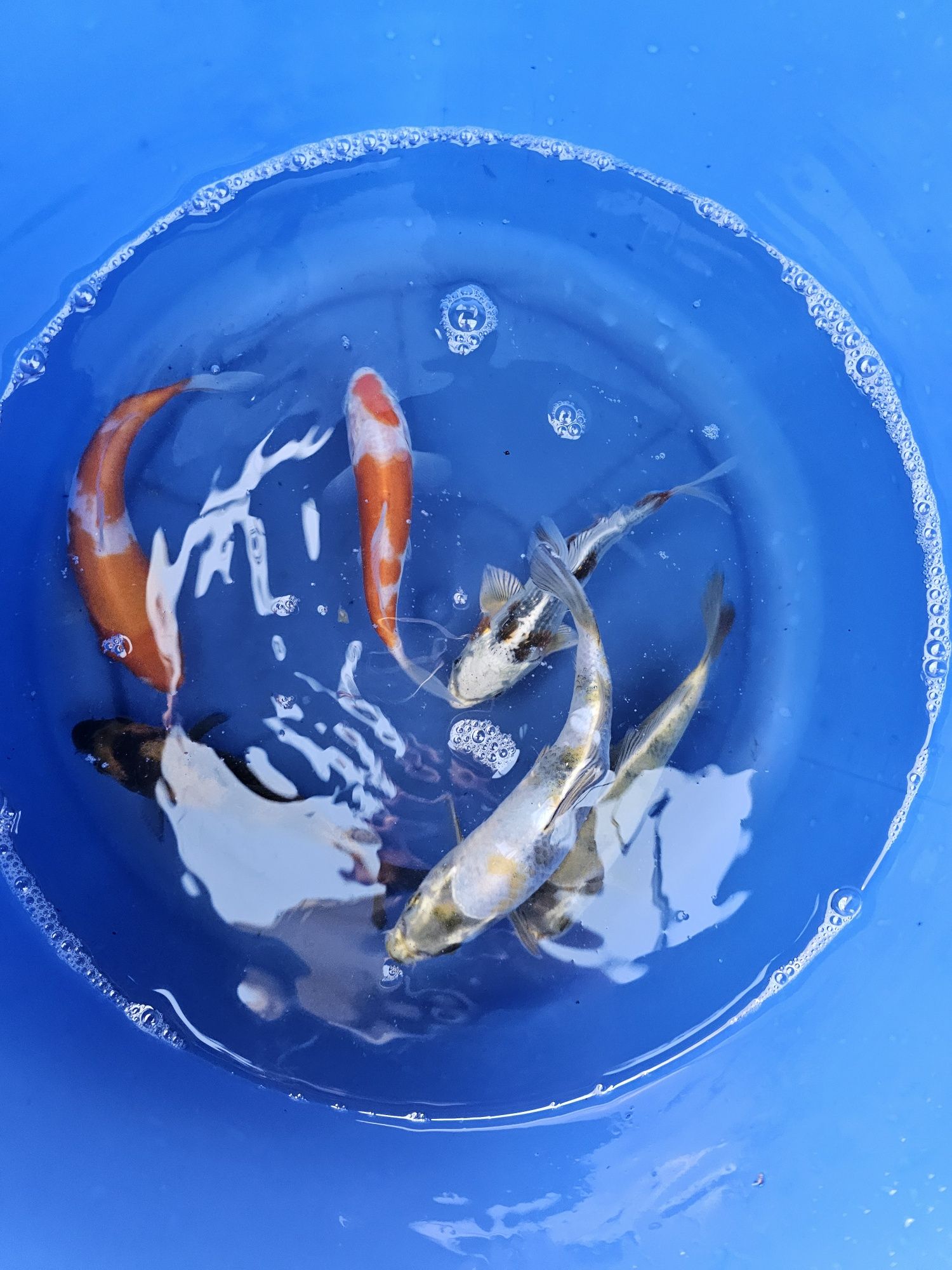Japoński Karp koi 15 - 25cm