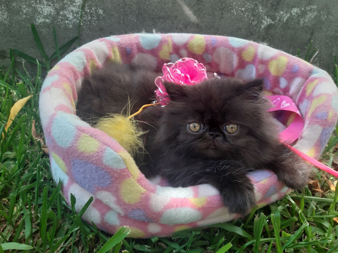 Gato persa preto