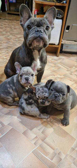 Продам щенка французского бульдошки