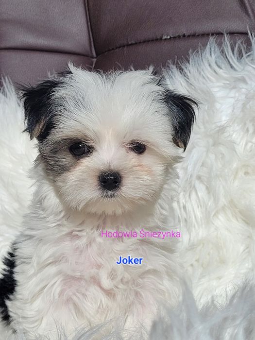 Piesek Morkie York Yorkshire terrier biewer