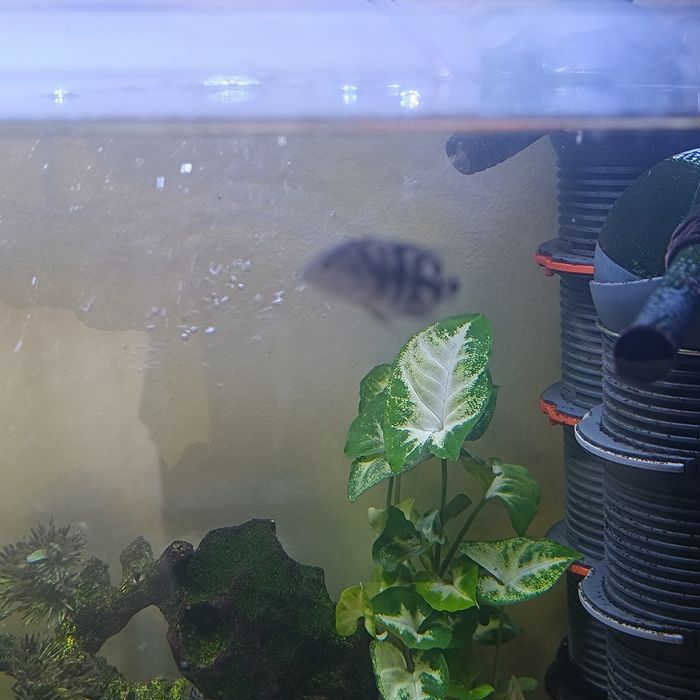 Papagaio anão varios