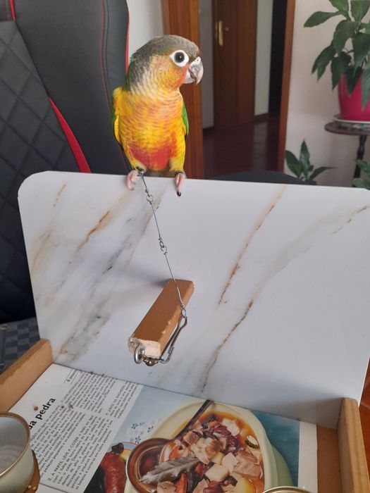 Pirruas domesticadas em poleiro.