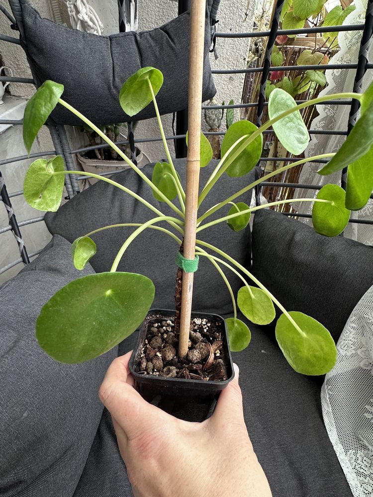 Pilea, pieniążek sadzonka.
