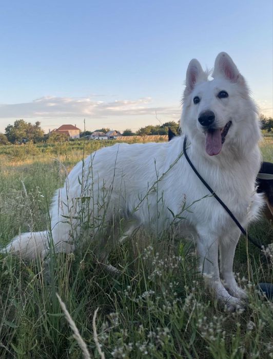 Зоогостинница, передержка