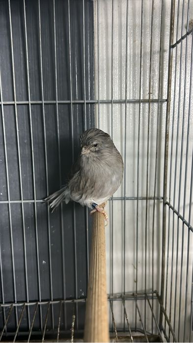 Vendo canários novos/ reprodutores
