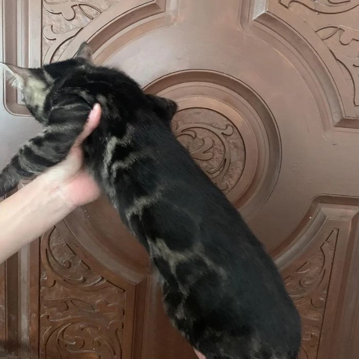 Угольный бенгальский кот