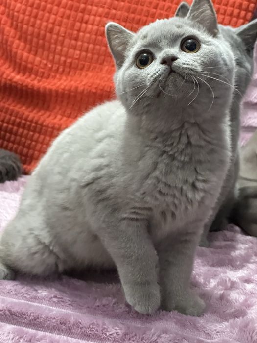 Kot Brytyjski  krótkowłosy