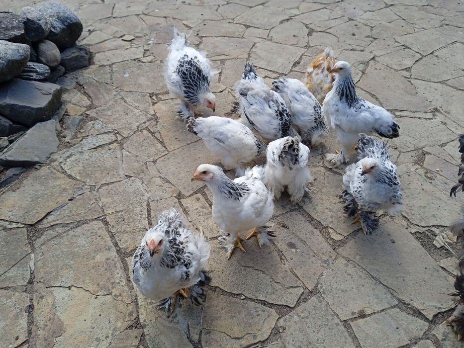 Продам курчата світлої Брами