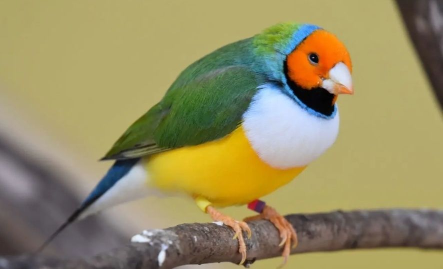 Diamantes Gould 2025