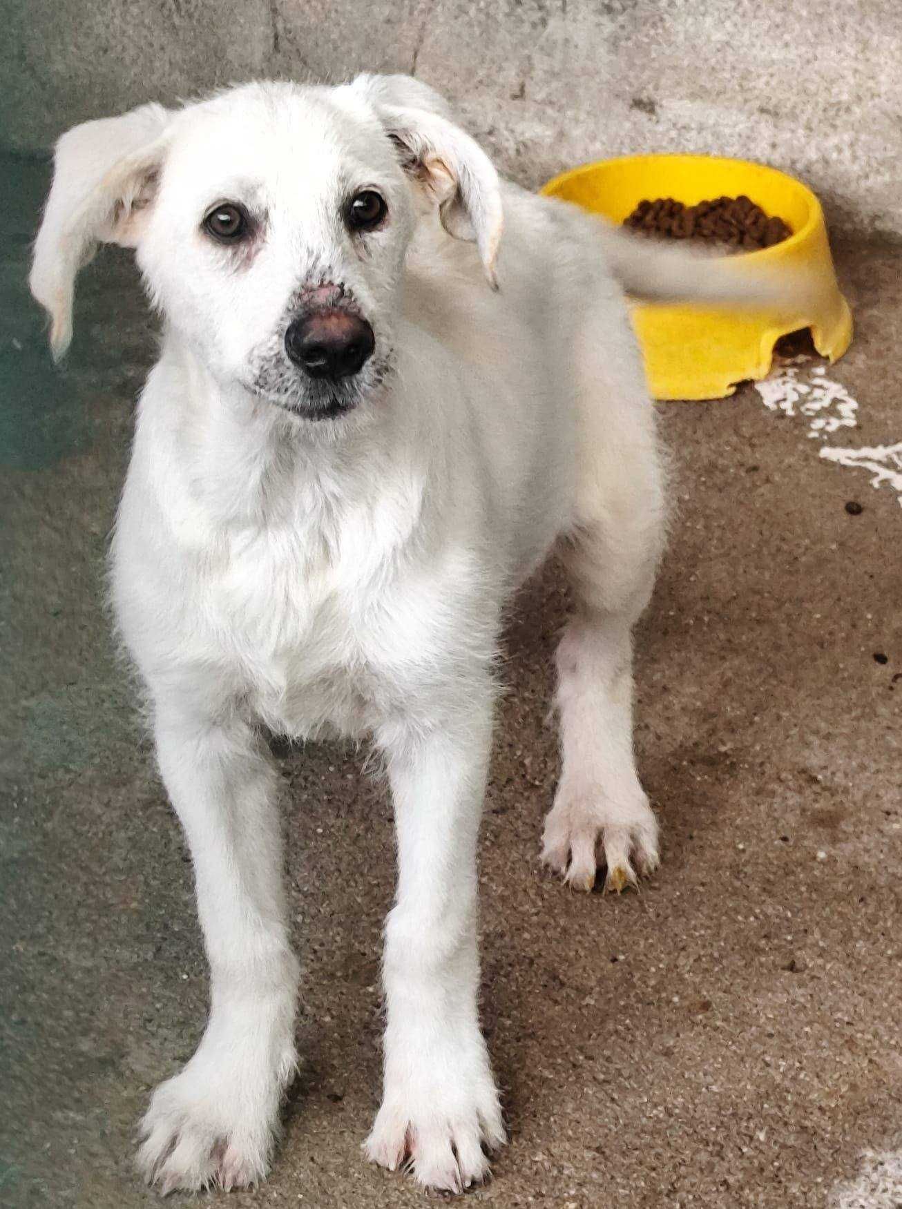 DRIZELLA (Fêmea, 4/5 Meses) Para Adoção