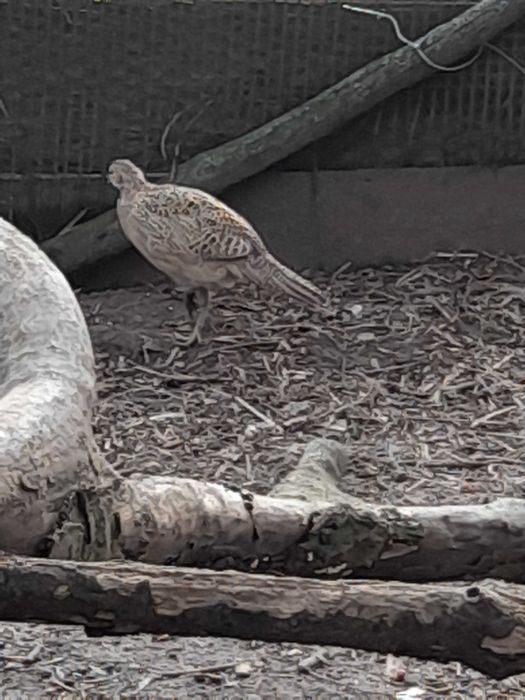 Bażanty łowne młode