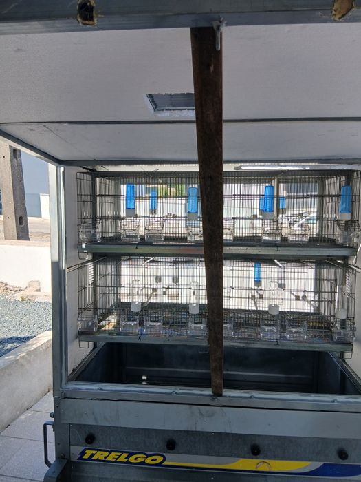Atrelado para transporte passaros