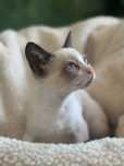 Gatinha fêmea bonita 2 meses para adoção Dar branco, olhos azuis