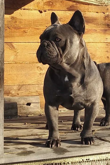 Вязка голубой французский бульдог