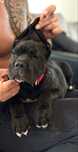 REZERWACJA Szczeniak Cane Corso Piesek