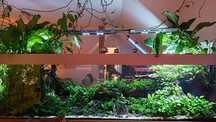 Anubias nana, berteri, pinto xxl