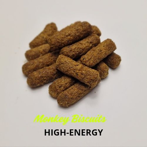 Lotopałanka karłowata zestaw