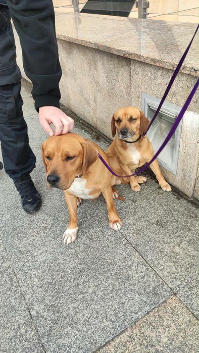 Pigmej i Platon szukają wspólnego domku