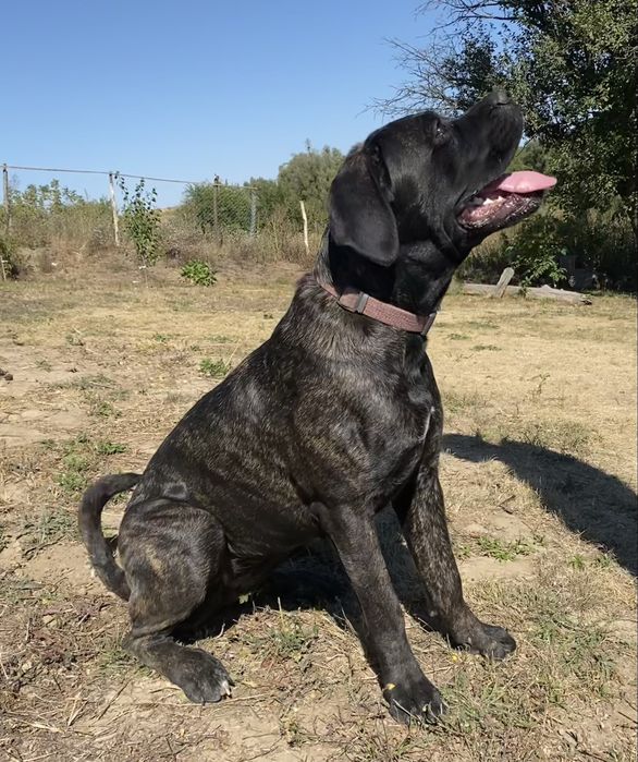 Кане Корсо , Cane corso italiano