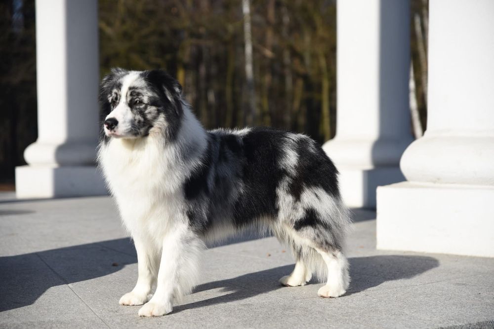 Border Collie FCI ZKWP