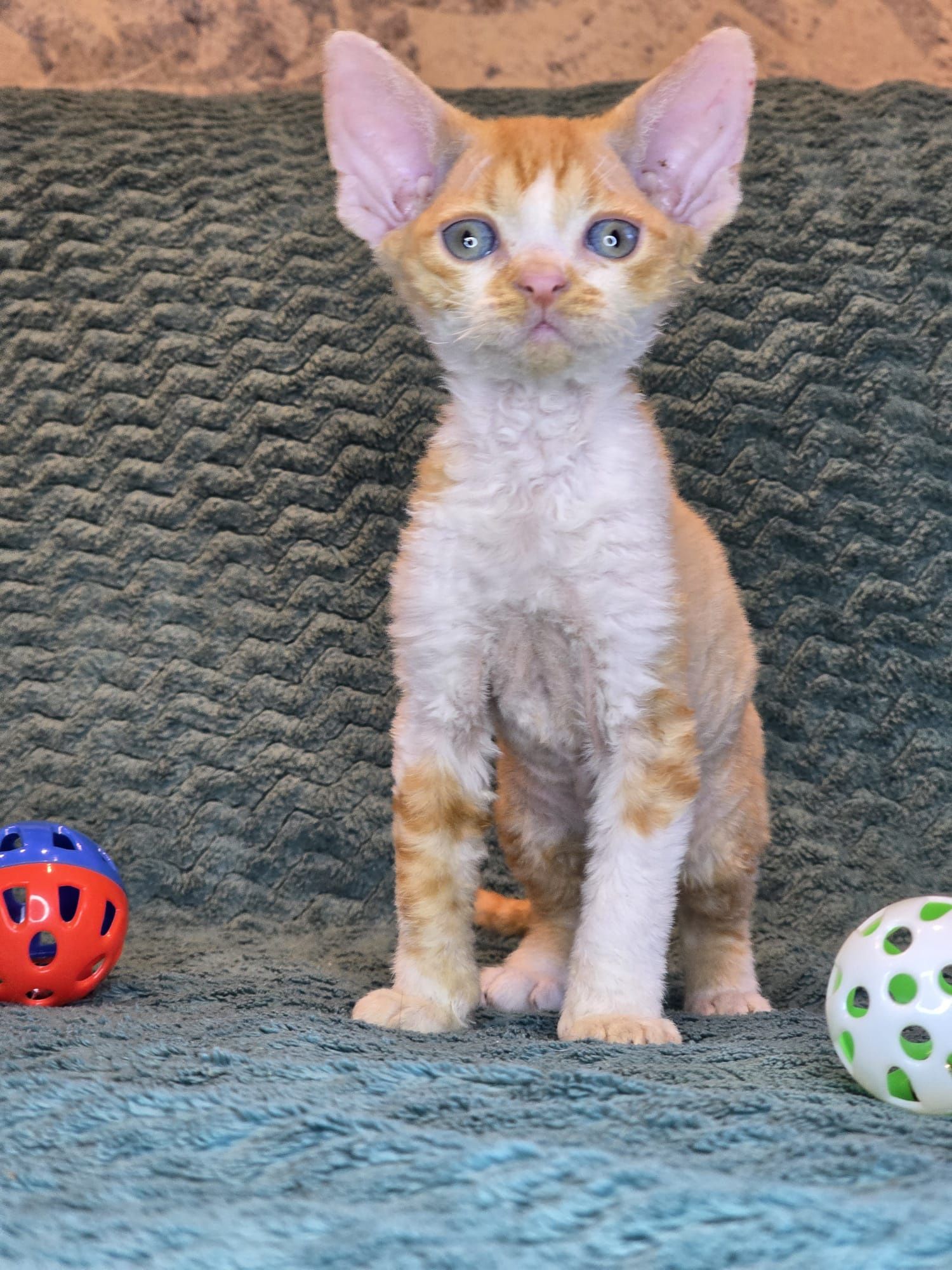 Devon rex FPL Kocurek rudy