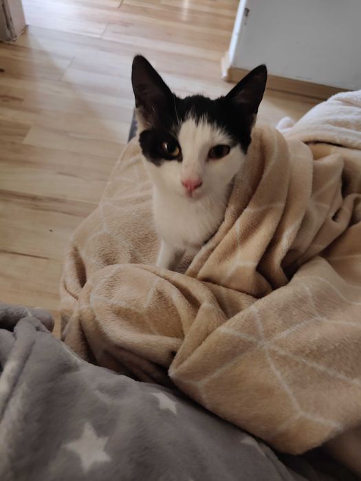 Kitka - kotka do adopcji