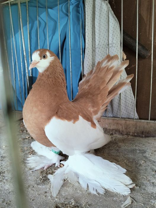 Sprzedam wolzanskie samce i samice 2025