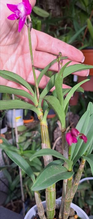 Vendo Dendrobium  kingianum de cor rosa choque.