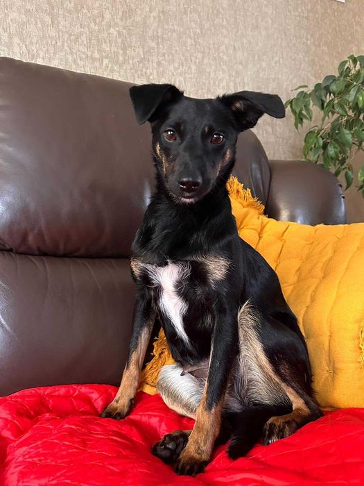 Super pies do adopcji - Tami!