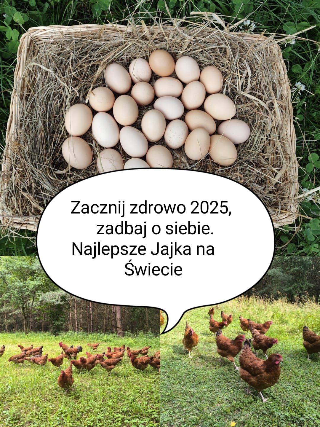 Jajka wiejskie wolny wybieg