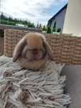 Królik mini lop minilopek mniejszy niż miniaturka