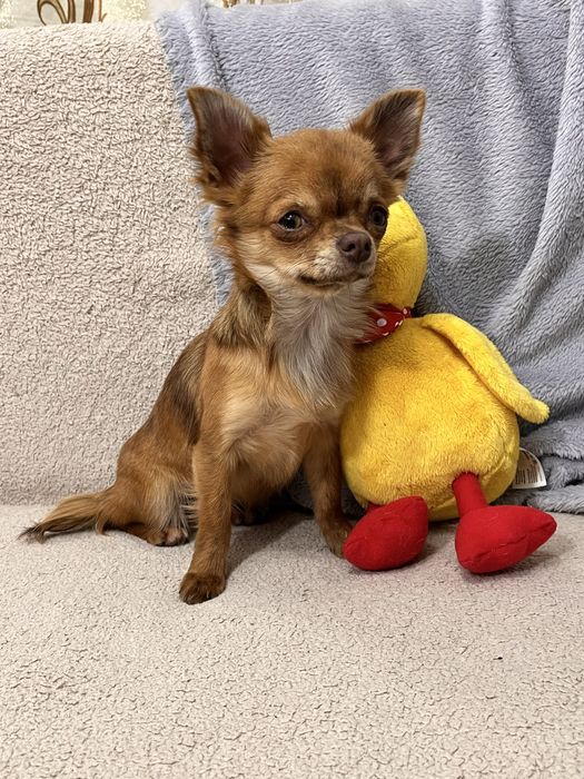 Мини дівчинка чихуахуа