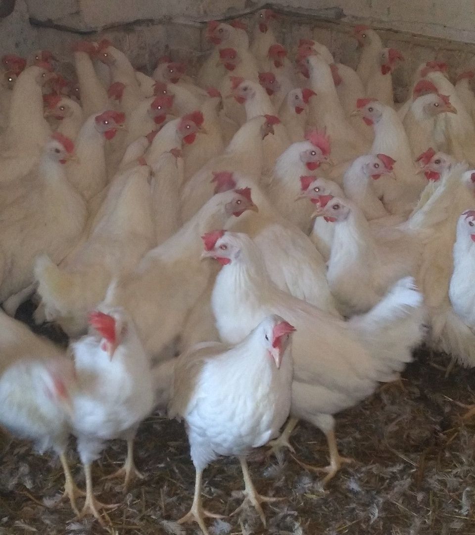 Kury Nioski Młode Leghorn 23 tyg Leghorny
