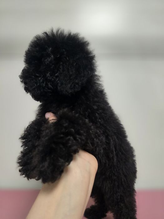 Pudel miniaturowy suczka 2miesieczna