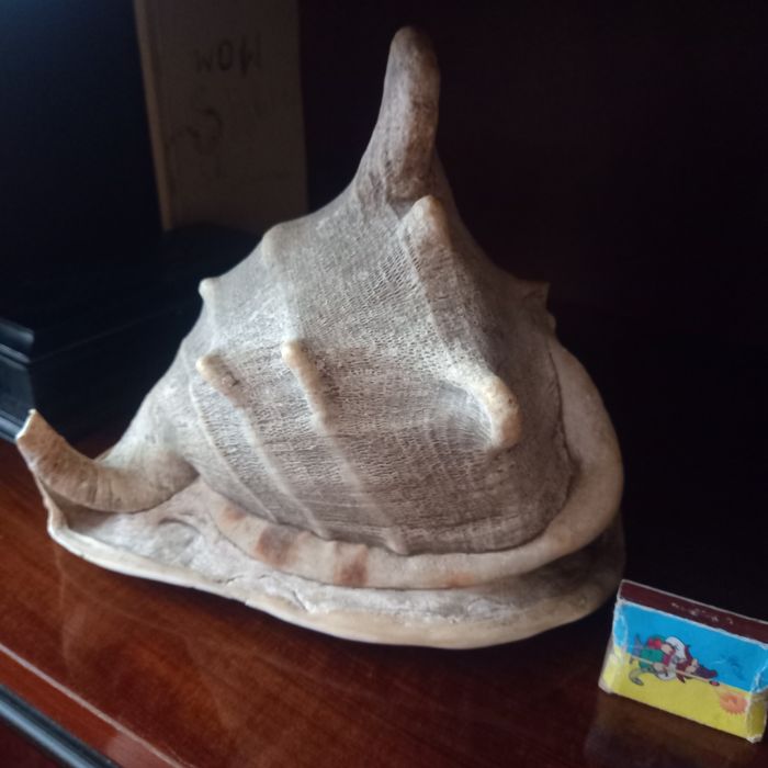 Ракушка морская.