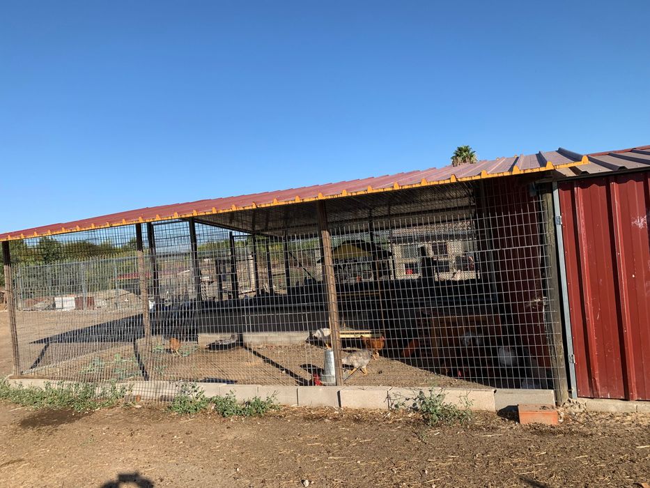 Galos Capão médio porte