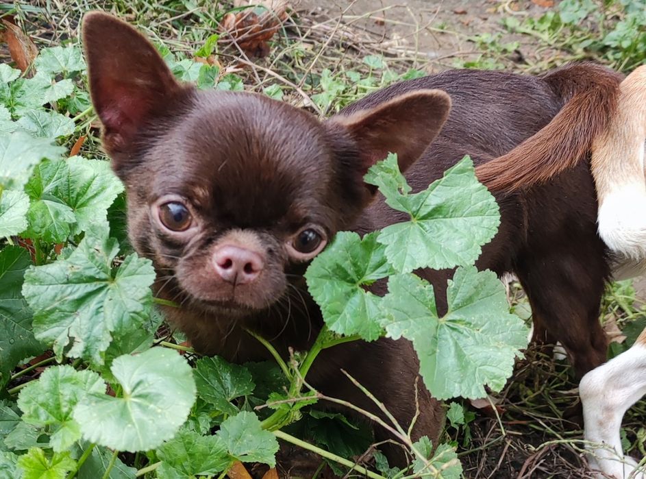 Шоколадный чихуахуа