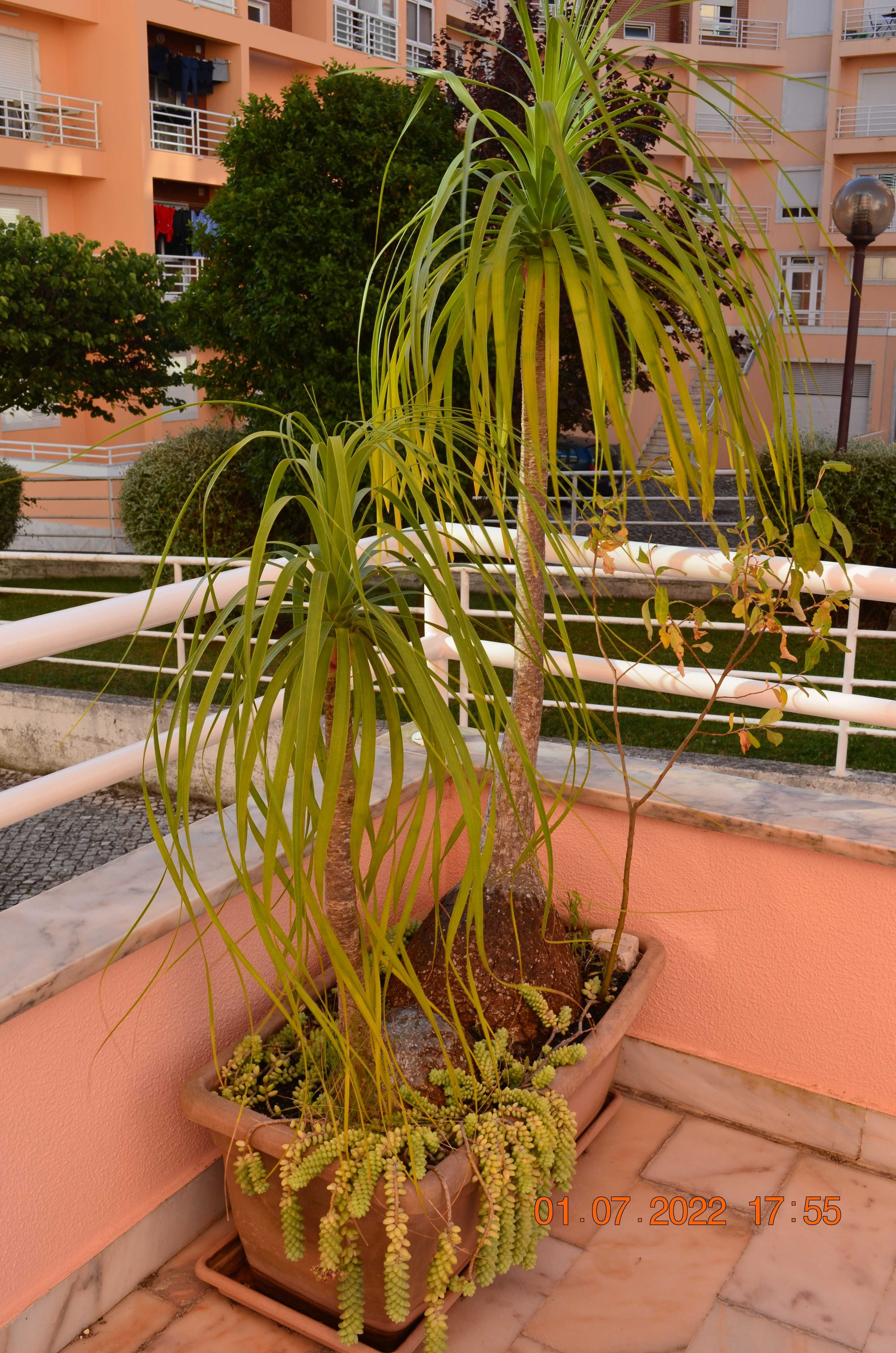 Plantas de jardim (exterior)