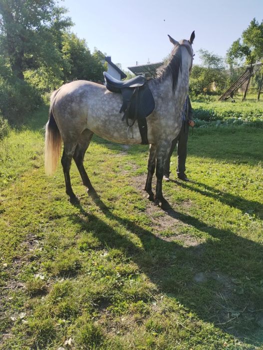 Klacz czystej krwi arabskiej