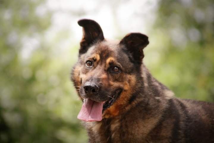 Bure psisko o imieniu WERON czeka na swojego człowieka!