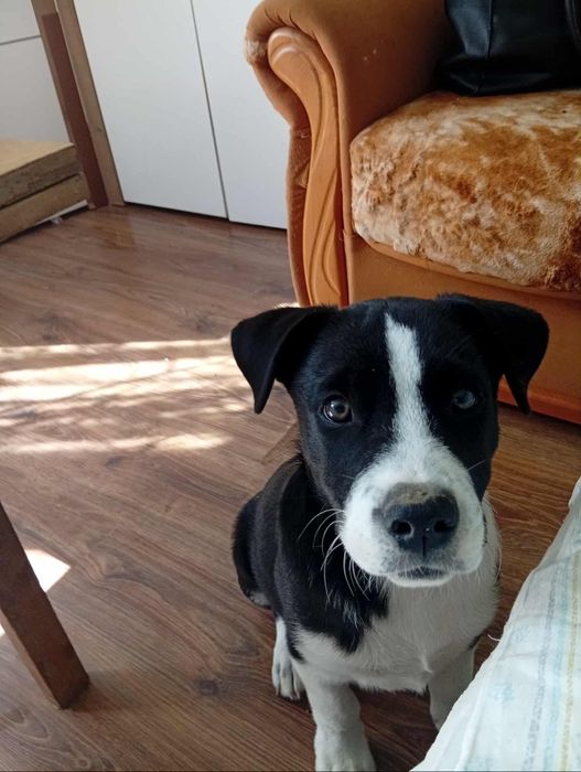 oddam psa 6 miesięcznego