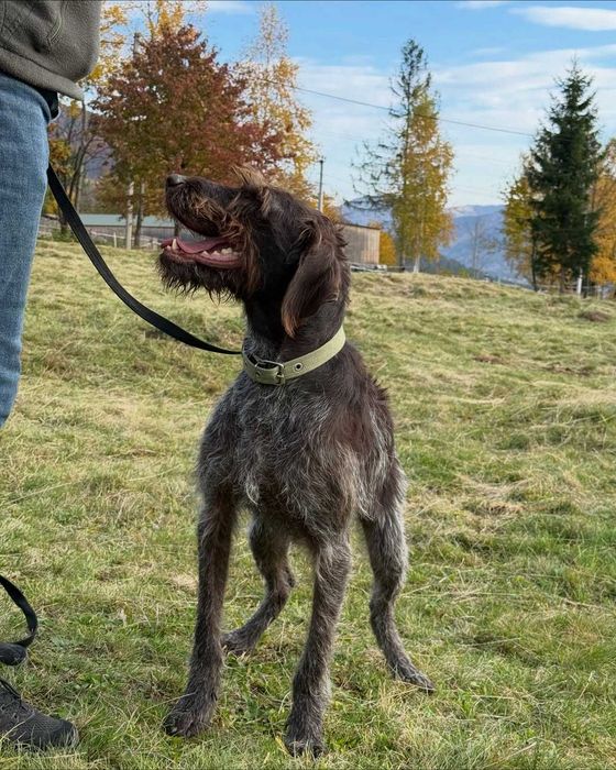 Люська, дратхаар, шукає дім