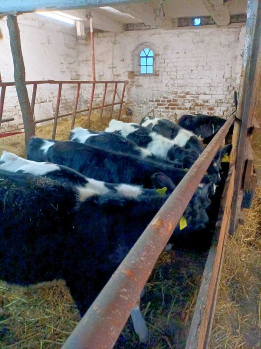 Sprzedam jałóweczki  hf