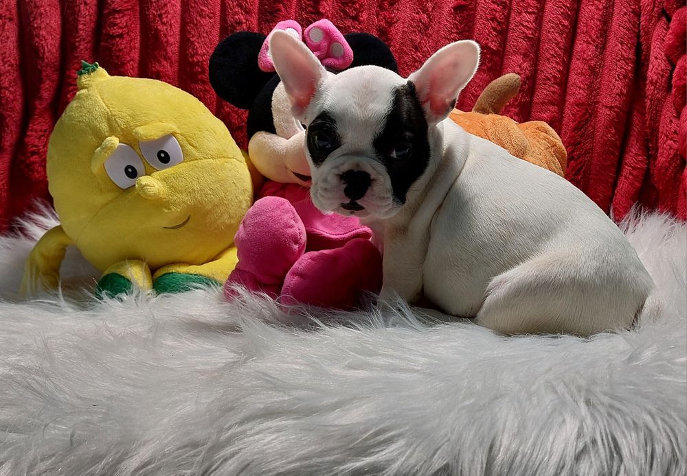 Bulldog francês menina