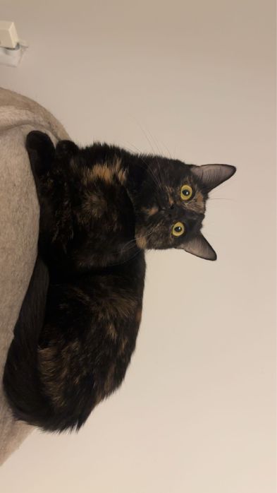 Oddam Kotke w dobre crece