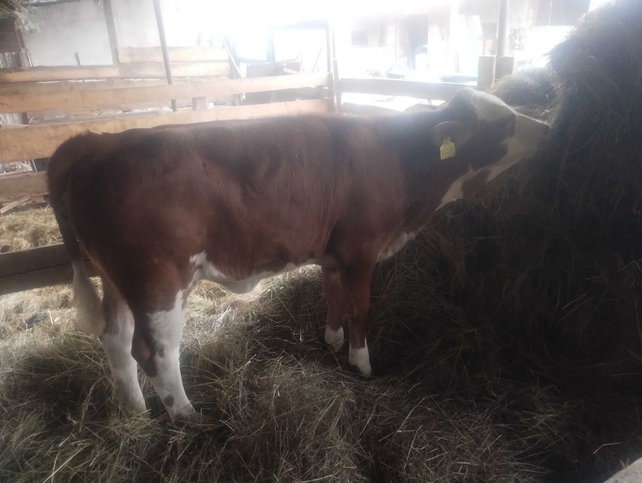 Odsadki jałówki cielęta