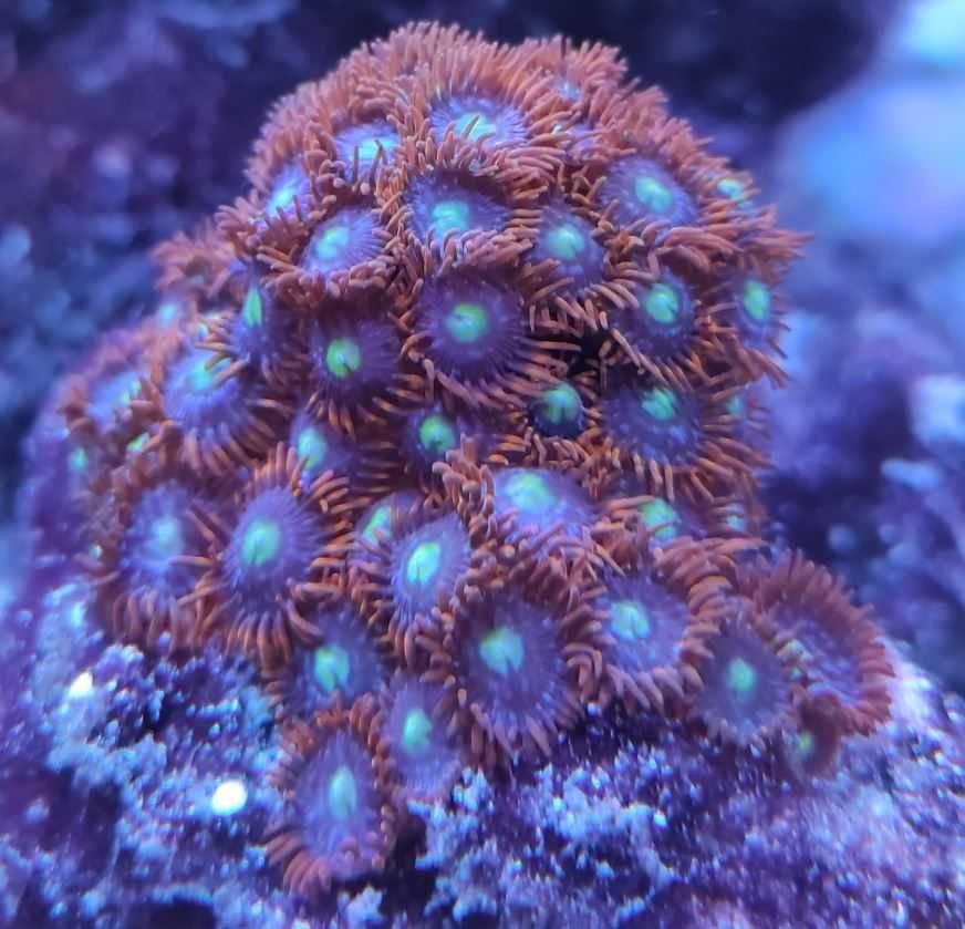 Zoanthus zoa Punk Rocker Zoas 3polipow akwarium morskie