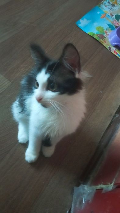 Отдам кошечку бесплатно