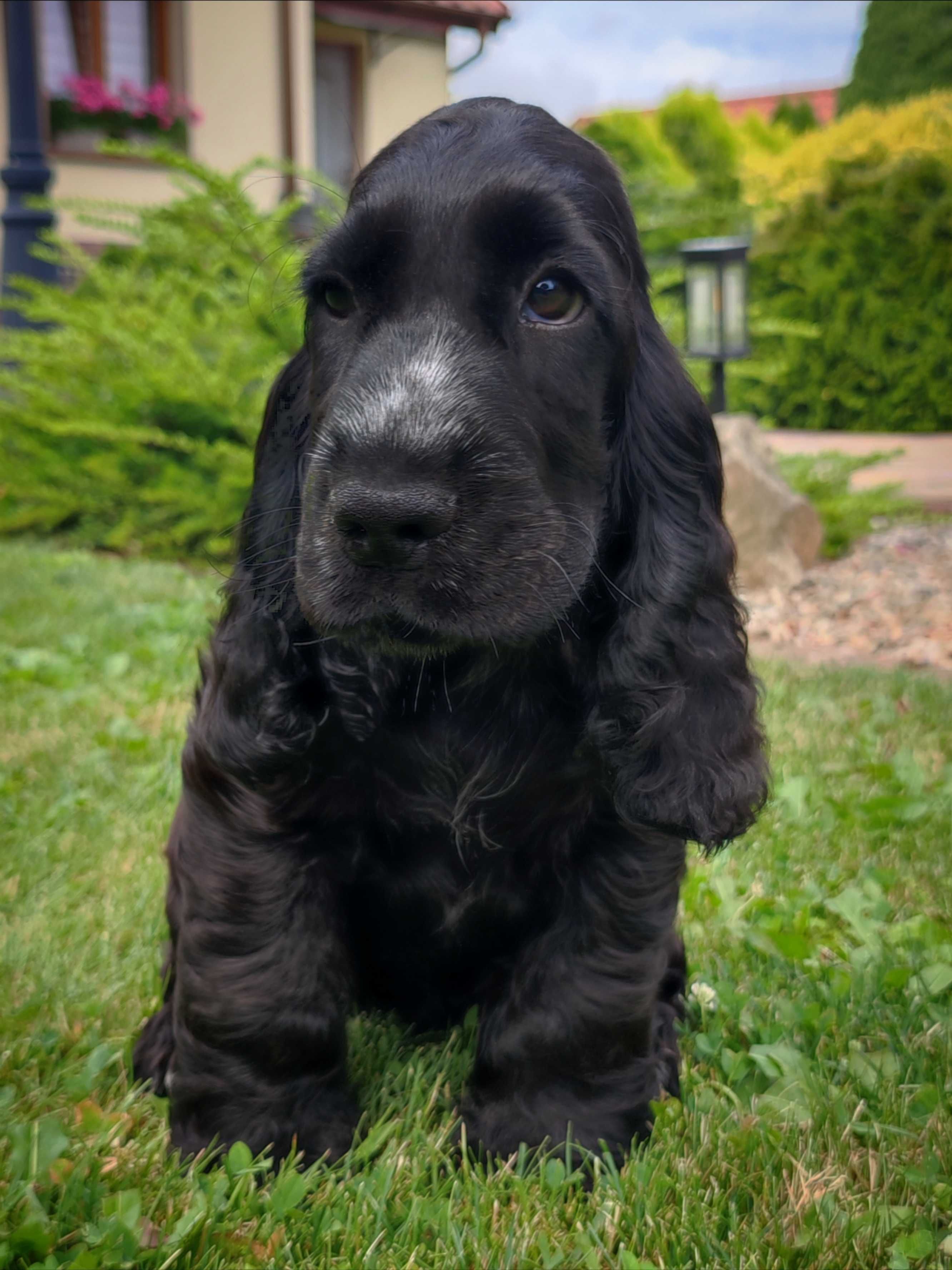 Cocker spaniel angielski