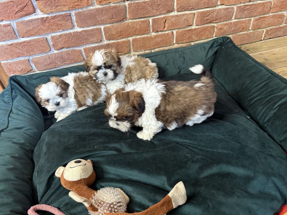 Shih-tzu szczeniak z Rodowodem